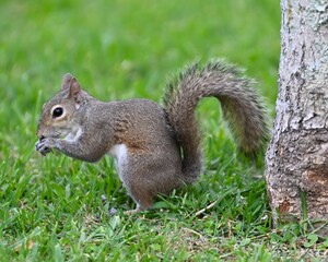 Gray squirrel in the lush green grass eating food near a tree