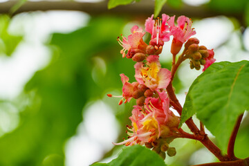 Close up of beautiful blossom of red horse chestnut (aesculus x carnea) tree. Spring concept for natural design