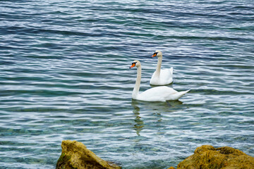 Two white swans Cygnus olor. Rare endangered swan on the blue surface of the Black Sea in Novorossiysk. Sunny spring day.