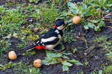 Great spotted woodpecker robs a squirrel of nuts.