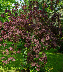 Cotinus coggygria Royal Purple (Rhus cotinus, the European smoketree) with young red foliage of against spring garden background.