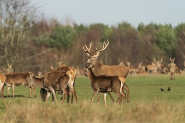 Herd of red deer peacefully grazing in a green meadow. Greater Manchester, UK.