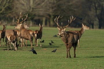 Naklejka na ściany i meble Herd of red deer peacefully grazing in a green meadow. Greater Manchester, UK.