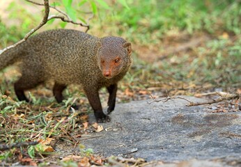 Closeup of a mongoose in a wildlife reserve in Sri Lanka