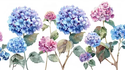 Rolgordijnen Watercolor hydrangea clipart with clusters of blue, purple, and pink flowers ,high detailed © BURIN93