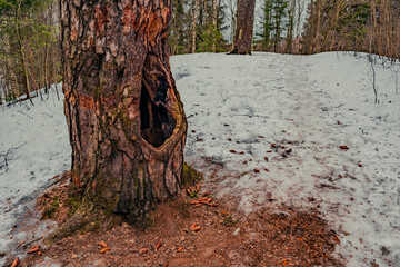 Winter Hollow Watch