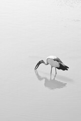 Vertical shot of a vibrant  Wood stork standing near the shoreline on a sunny day
