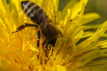 Close up of a bee in a flower