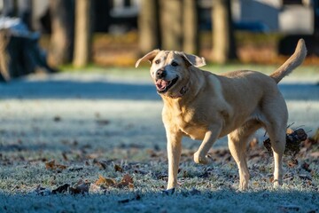 Closeup of a cheerful Labrador Retriever running in the streets on a sunny day