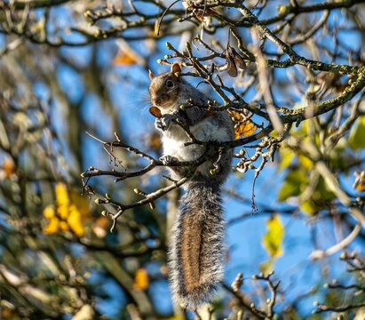 Closeup of a gray squirrel on a tree branch on a sunny day with a blurry background