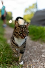 Domestic cat on the side of a paved road, looking aside