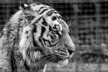 Beautiful tiger standing in profile, looking into the distance in grayscale