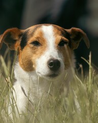 Cheerful Jack Russell Terrier dog in a lush green grassy field, enjoying the sun