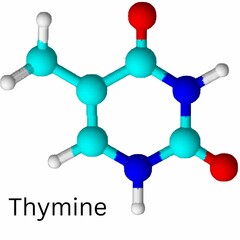 Thymine 3D