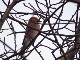 Small bird perched on a gnarled tree branch in a cloudy sky
