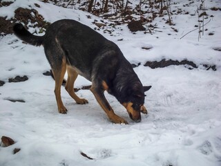 Brown and black dog is sniffing the ground covered in freshly fallen snow in a forested area.