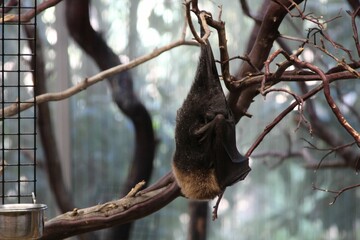 Bat hanging on a tree branch - obrazy, fototapety, plakaty