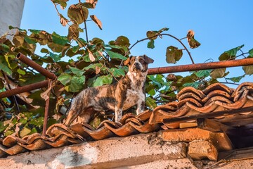 Catahoula leopard dog on a roof in a courtyard setting, gazing outward