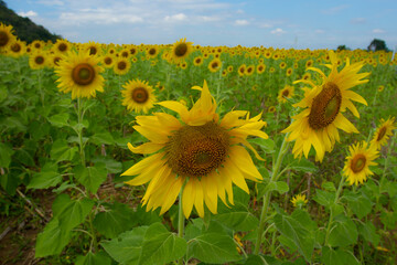 Sunflower.close up Sunflower field on a clear day.