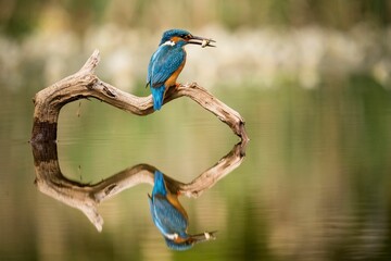 Adult kingfisher is perched on a log, holding a freshly-caught fish in its beak