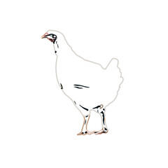 color sketch of a hen with a transparent background