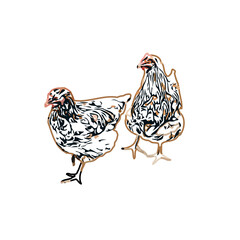 color sketch of a hen with a transparent background
