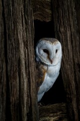 Vertical shot of a barn owl perched in a hole in a tree