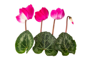 Pink cyclamen flowers and green leaves on the white background