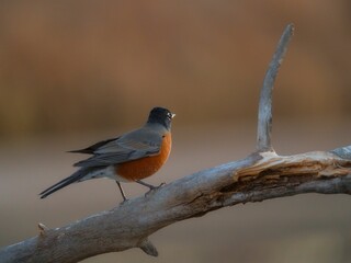 Small bird perched on a tree branch in its natural habitat