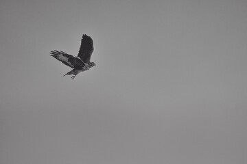 an eagle flying high up in the air above trees with birds