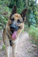 Vertical shot of a German shepherd walking  down a scenic trail surrounded by lush green trees
