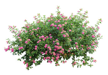 Tropical plant fence bush shrub pink tree isolated on white background with clipping path.	
