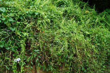 Closeup of a wall of green leafy plants