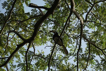 A hornbill on a tree branch