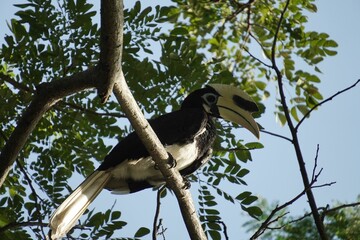 A close up of a hornbill on a tree branch