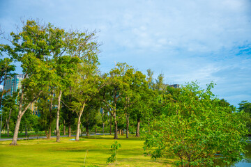 Fototapeta na wymiar Green meadow grass tree city public park with blue sky cloud
