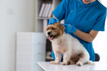 Female veterinarian is examining a dog's health in the veterinarian's office.