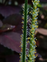 cactus in the desert