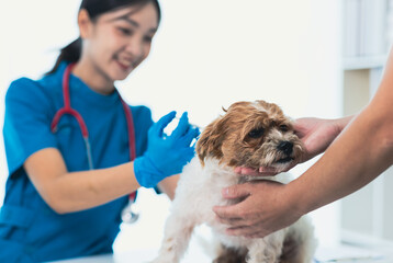 Veterinarian is vaccinating a small dog against rabies in the veterinarian's office.