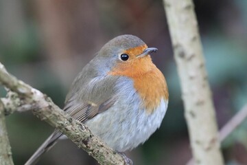 European robin perching on tree branch