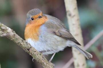 European robin perching on tree branch