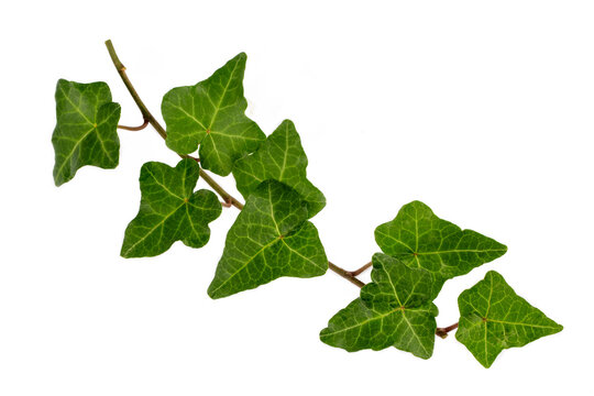 Hedera helix is a species of ivy from the Araliaceae family.