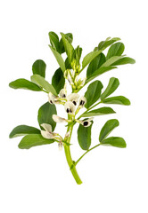 Obraz premium Vicia faba on the white background