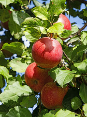 Nahaufnahme von vier roten Äpfeln an einem Apfelbaum - 767953336