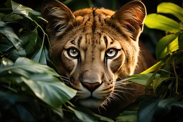 Foto op Aluminium Puma Majestic in the tropical jungle., generative IA © JONATAS