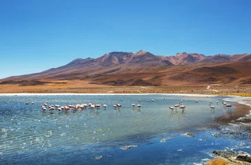 Deurstickers Flamingo in Bolivia © Galyna Andrushko