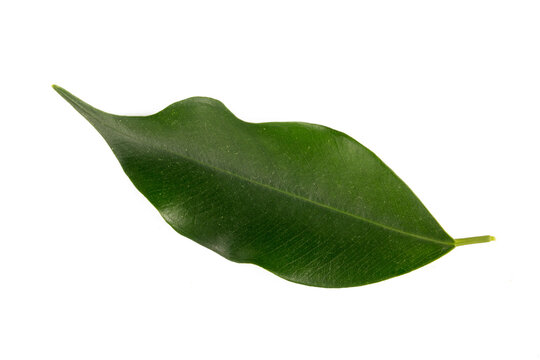 Ficus benjamina is a plant species belonging to the Ficus genus.