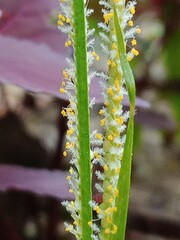 Grass flower in the garden