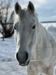 Obraz na płótnie Canvas Vertical shot of a white horse in a ranch covered in the snow with a blurry background
