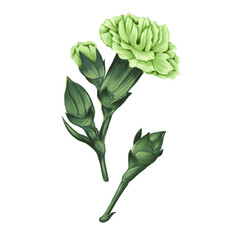 Botanical illustrations for january flowers green carnation	
